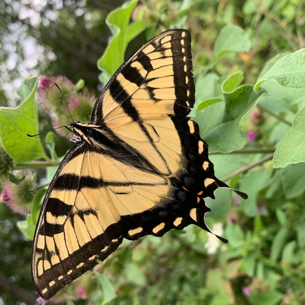 Meet your Posher, Hannah